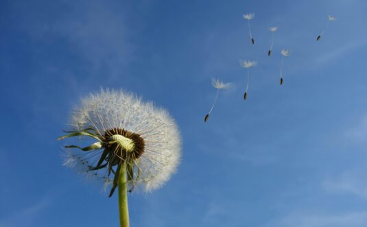 A close-up of a dandelion with seeds dispersing into the blue sky, symbolizing change.