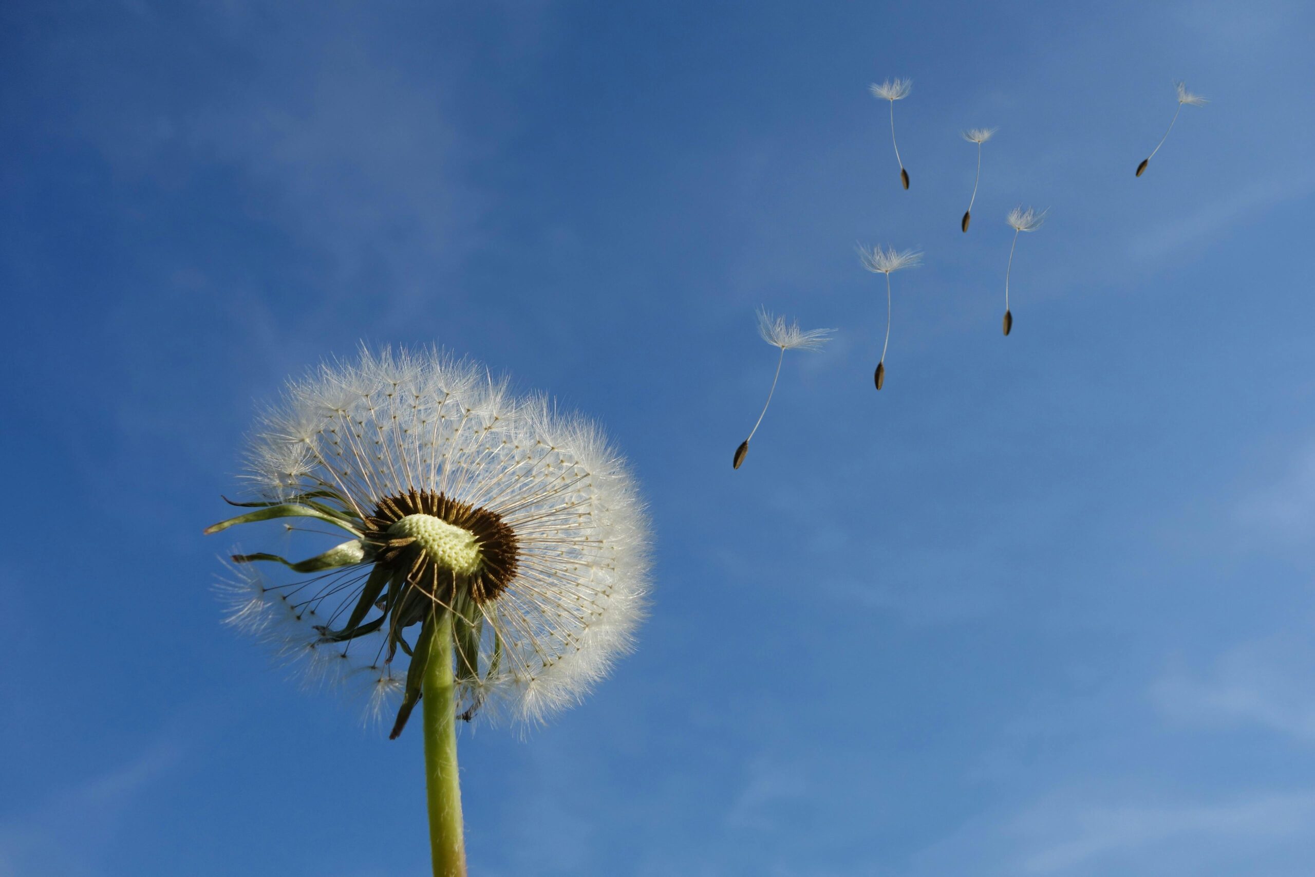 A close-up of a dandelion with seeds dispersing into the blue sky, symbolizing change.